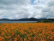 きょうさんの池田湖の投稿写真1