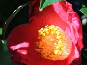 Yanwenliさんの正明寺の投稿写真6