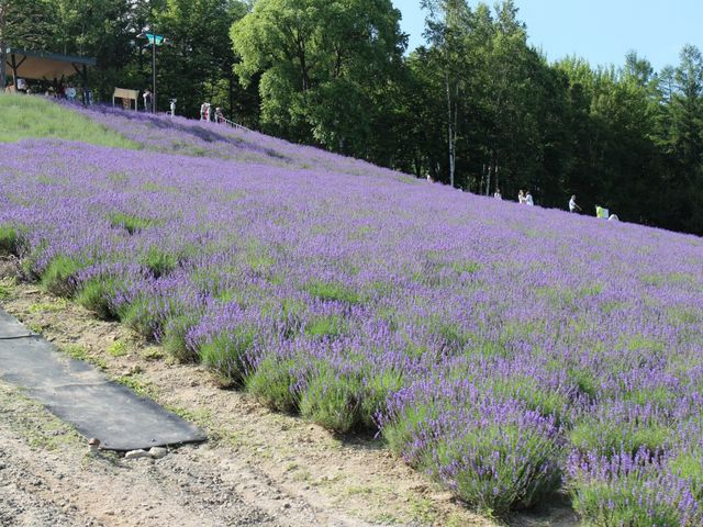 斜面のラベンダー_北星山 ラベンダー園