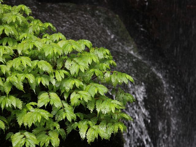滝の周囲の緑も美しい。_裏見ノ滝