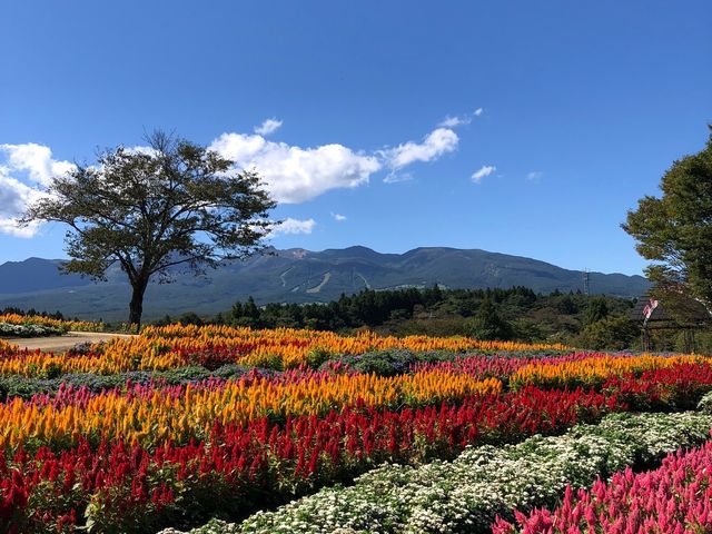 那須フラワーワールド サルビアの丘 2_那須フラワーワールド