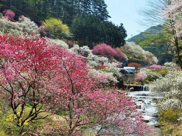 中沢すみよしやの花003_中沢すみよしやの花桃