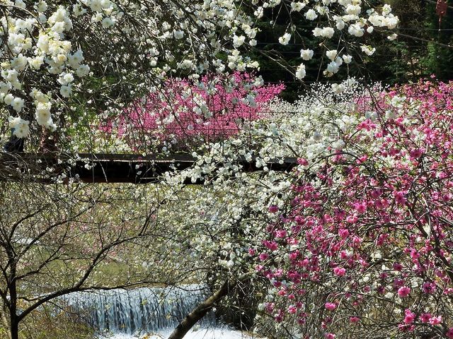 中沢すみよしやの花桃004_中沢すみよしやの花桃