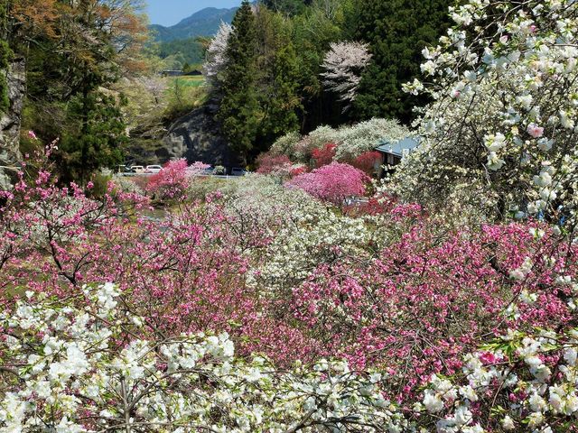 中沢すみよしやの花桃005_中沢すみよしやの花桃