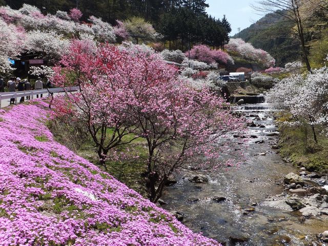 中沢すみよしやの花桃006_中沢すみよしやの花桃