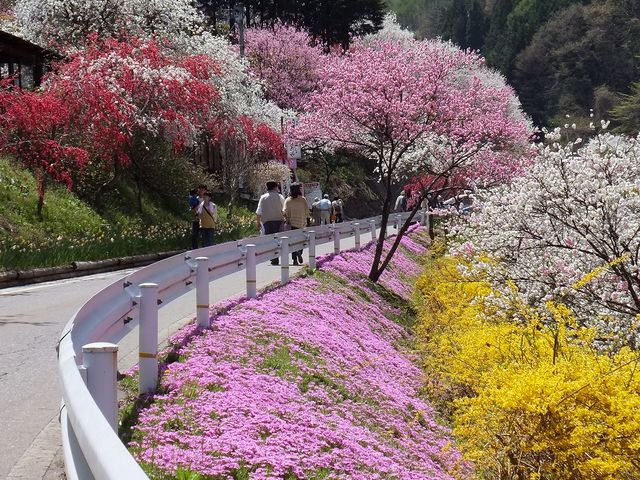中沢すみよしやの花桃007_中沢すみよしやの花桃