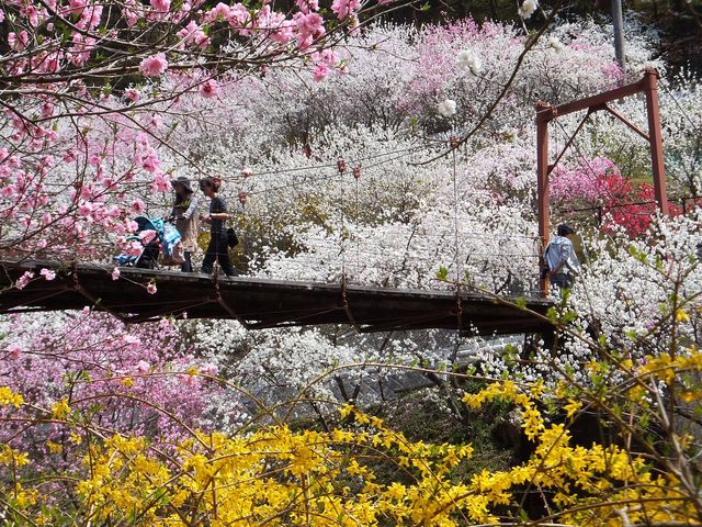 中沢すみよしやの花008_中沢すみよしやの花桃