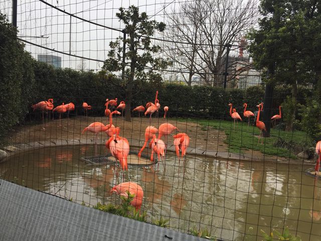 目を引くフラミンゴ舎_上野動物園 フラミンゴ舎