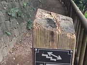 Kuda12さんの飛鳥の小径のアジサイの投稿写真1