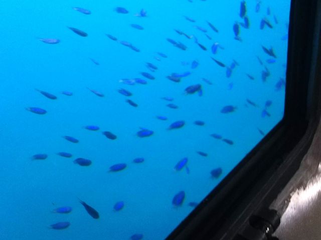 出港前には沢山のお魚が!_半潜水式水中展望船 ベルクルーズいとう ゆーみんフック