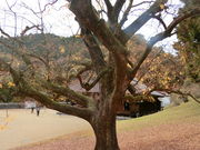 やんまあさんの閑谷神社のツバキの投稿写真1