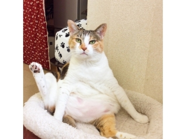猫好きさんにおすすめです!_浅草ねこ園