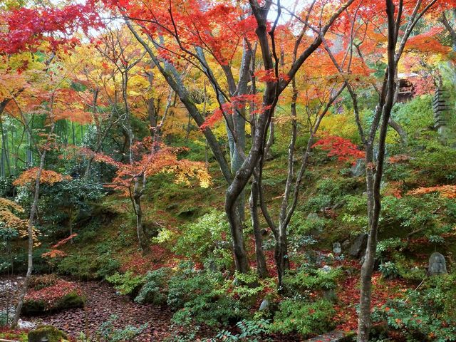 秋の常寂光寺007_常寂光寺