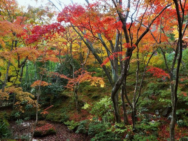 秋の常寂光寺008_常寂光寺