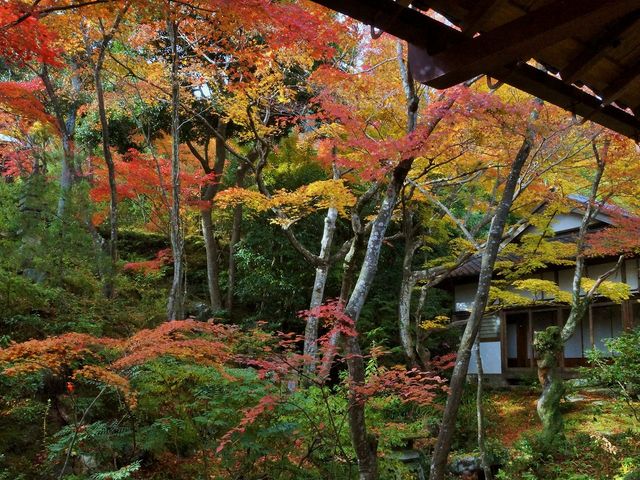 秋の常寂光寺009_常寂光寺