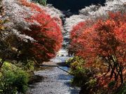 zunzuさんの小原四季桜の投稿写真12