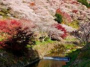 zunzuさんの小原四季桜の投稿写真3