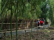 雷ちゃんさんの竹林の道の投稿写真2