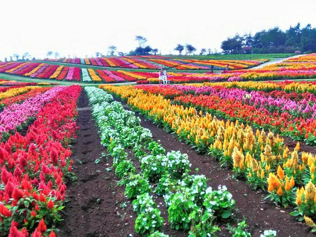 色鮮やかな花_那須フラワーワールド