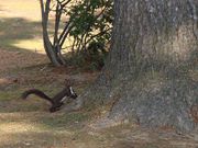 たかちゃんさんの大正神社の投稿写真3