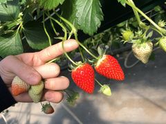 まなさんの関根農園への投稿写真2