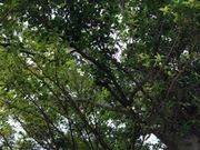 いーづさんの御岳山(埼玉県秩父市)の投稿写真1