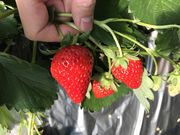 宗平さんのストロベリーハウスおての投稿写真2