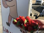 宗平さんのストロベリーハウスおての投稿写真4