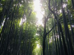 poporonさんの竹林の道への投稿写真1