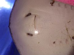 ゼロ距離水族館 伊勢シーパラダイスの写真1