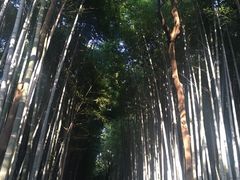 mktyさんの竹林の道への投稿写真1