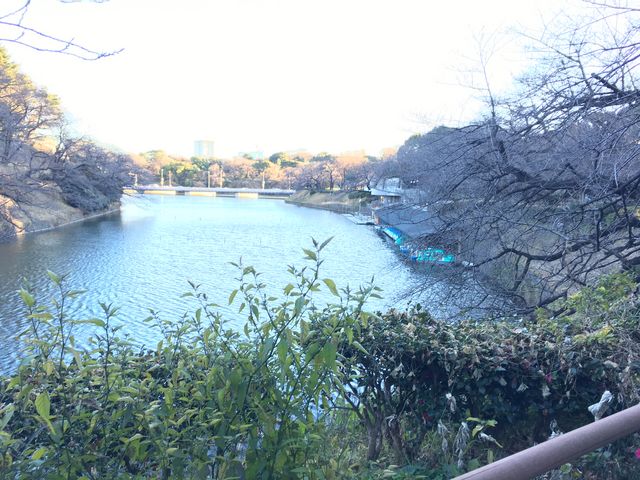 千鳥ヶ淵_千鳥ケ淵