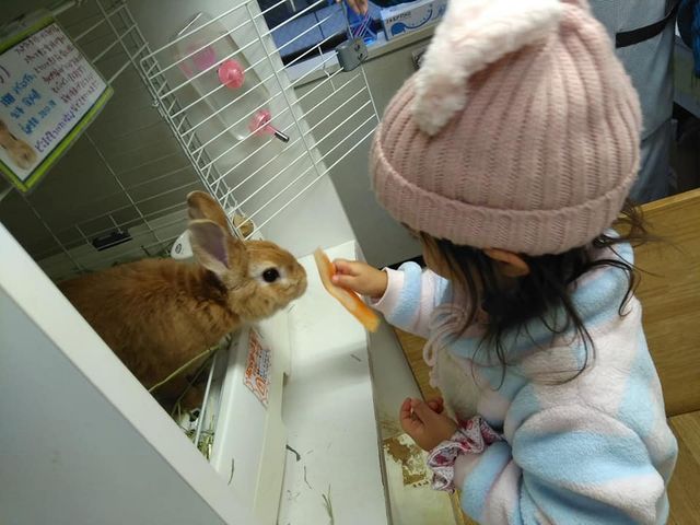 おやつをあげています。_うさぎカフェ うさびび【池袋】