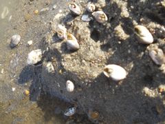 海の公園の写真1