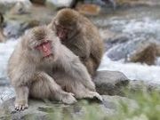 つねさんの野猿公苑の投稿写真1