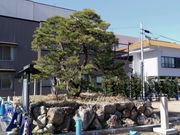 かほさんの家康公松鎧掛松の投稿写真1