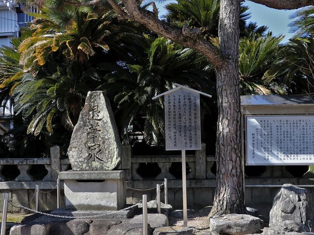 寛政5年に植えられたというソテツ。_柳井天満宮(菅原神社)/ソテツ群