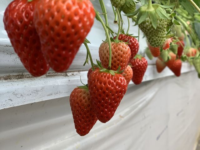 あまりジューシーでは無かったです。_津久井浜観光農園