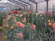 よっしーさんのかわづカーネーション見本園の投稿写真1