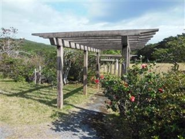2019.1.28 椿「久米紅(クメクレナイ)」満開「だるま山園地」(久米島)_久米島