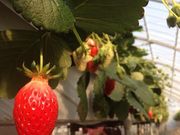 ほーちゃんさんのタナベリーファーム(TANABERRY FARM)の投稿写真1
