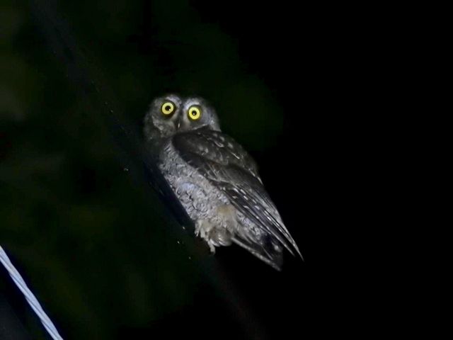 リュウキュウコノハズク_観光ネットワーク奄美