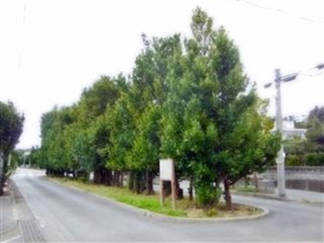 「県指定天然記念物 仲里村真謝のチュラフクギ」(久米島)_チュラフクギ