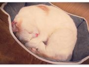 たろしーさんのCatCafeOBCの投稿写真1