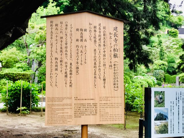 【ビャクシンの古木(建長寺)】_ビャクシンの古木(建長寺)