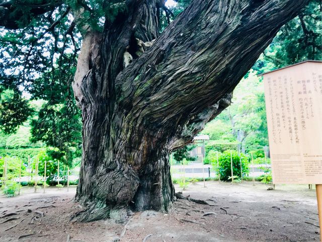 【ビャクシンの古木(建長寺)】_ビャクシンの古木(建長寺)