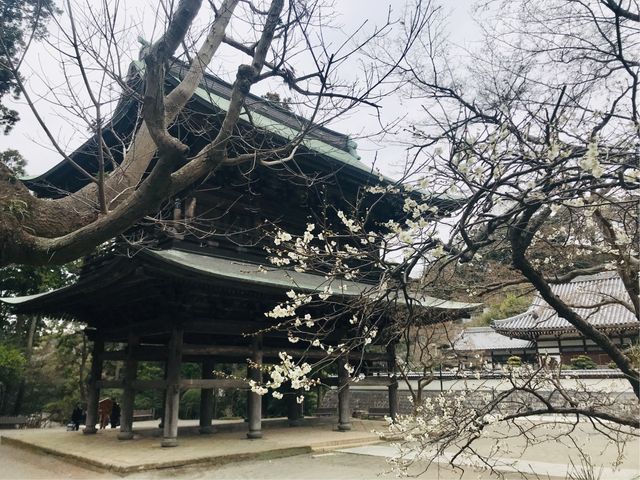 【山門(円覚寺)】楚々とした白梅とともに_山門(円覚寺)
