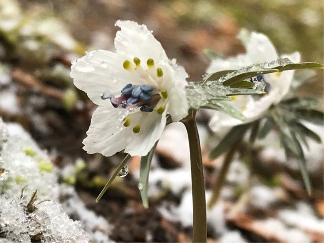 【喜泉庵】庭園の裏の『節分草』_喜泉庵