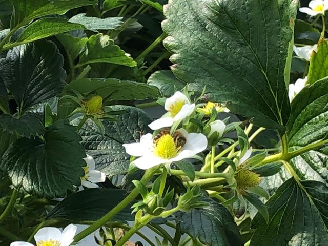 イチゴの花_たかぎ農村交流研修センター