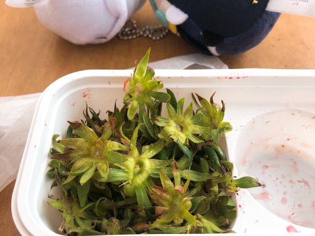 食べました!_たかぎ農村交流研修センター
